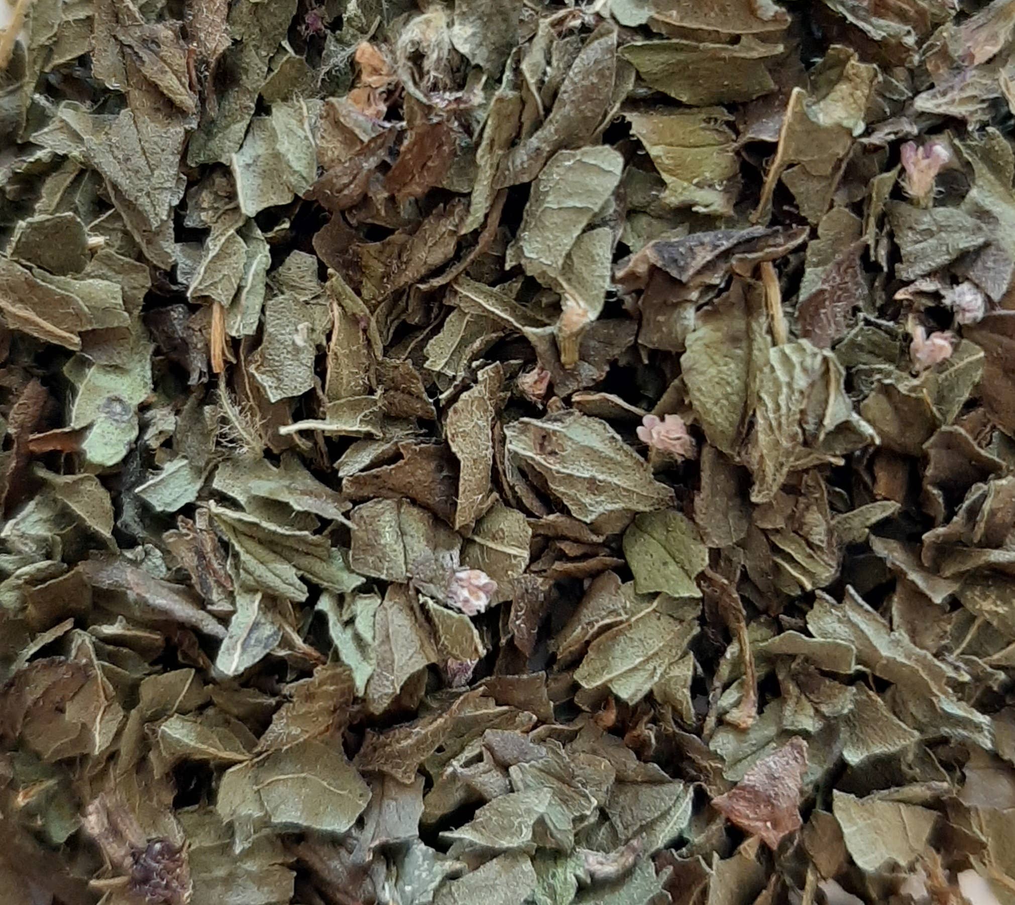 TISANE INFUSETTE MENTHE POIVREE BIO (x20)