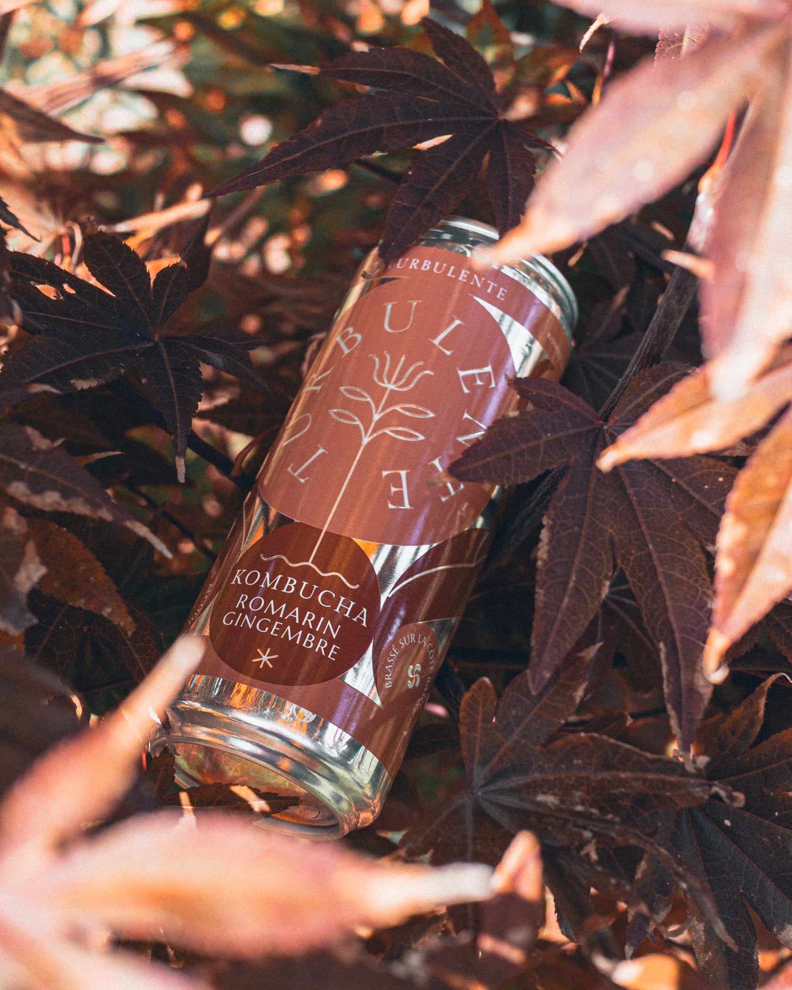 Kombucha Romarin Gingembre Turbulente – Épicé & Rafraîchissant