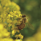 Moutarde à la truffe d’été – Terre Exotique | Saveur d’exception